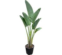Trendyplants - Strelitzia Augusta - Fleur d'oiseau de paradis - plante d'intérieur - hauteur 150-170 cm - taille de pot Ø28cm