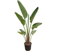 Trendyplants - Strelitzia Augusta - Fleur d'oiseau de paradis - plante d'intérieur - hauteur 170-190 cm - taille de pot Ø30cm