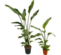Trendyplants - Strelitzia Nicolai - 160 cm - Ø24cm + Strelitzia Nicolai - 130 cm - Ø17cm