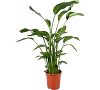 Trendyplants - Strelitzia Nicolai - Fleur d'oiseau de paradis - plante d'intérieur - hauteur 110-130 cm - taille de pot Ø17cm