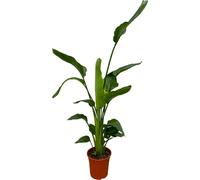 Trendyplants - Strelitzia Nicolai - Fleur d'oiseau de paradis - plante d'intérieur - hauteur 150-170 cm - taille de pot Ø21cm