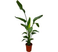 Trendyplants - Strelitzia Nicolai - Fleur d'oiseau de paradis - plante d'intérieur - hauteur 160-180 cm - taille de pot Ø21cm