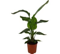 Trendyplants - Strelitzia Nicolai - Fleur d'oiseau de paradis - plante d'intérieur - hauteur 60-80 cm - taille de pot Ø17cm