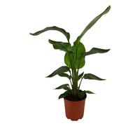 Trendyplants - Strelitzia Nicolai - Fleur d'oiseau de paradis - Plante d'intérieur - Hauteur 60-80 cm - Taille du pot Ø17cm