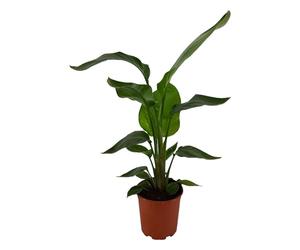 Trendyplants - Strelitzia Nicolai - Fleur d'oiseau de paradis - Plante d'intérieur - Hauteur 60-80 cm - Taille du pot Ø17cm