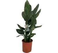 Trendyplants - Strelitzia Reginae - Fleur d'oiseau de paradis - plante d'intérieur - hauteur 90-110 cm - taille de pot Ø19cm