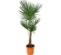 Trendyplants - Trachycarpus Fortuneii - Hauteur 150-170 cm - Résistant au froid - Palmier éventail chinois - Plante de jardin - Taille de pot Ø27cm