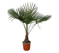 Trendyplants - Trachycarpus Fortuneii - Palmier chinois - Hauteur 110-130 cm - Rustique - Plante de jardin - Taille du pot Ø21cm