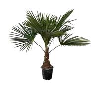 Trendyplants - Trachycarpus Fortuneii - Palmier chinois - Hauteur 70-90 cm - Résistant à l'hiver - Plante de jardin - Taille du pot Ø21cm