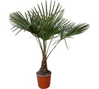 Trendyplants - Trachycarpus Fortuneii - Palmier éventail chinois - hauteur 120-140 cm - rustique - plante de jardin - taille de pot Ø21cm