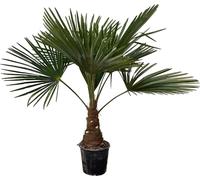 Trendyplants - Trachycarpus Fortuneii - Palmier éventail chinois - hauteur 90-110 cm - rustique - plante de jardin - taille de pot Ø21cm