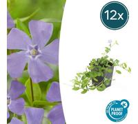 Trendyplants - Vinca minor - 12 pièces - Pervenche - Résistant au froid - Hauteur 10-25cm - Taille de pot Ø9cm