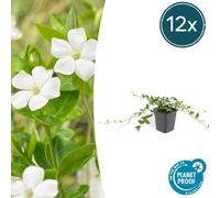 Trendyplants - Vinca minor 'Alba' - 12 pièces - Pervenche - Résistant au froid - hauteur 10-25cm - taille de pot Ø9cm