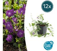 Trendyplants - Vinca minor 'Atropurpurea' - 12 pièces - Pervenche - Résistant au froid - hauteur 10-25cm - taille de pot Ø9cm