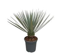 Trendyplants - Yucca Rostrata - Résistant au froid - Plante de jardin - Hauteur 40-60 cm - Taille de pot Ø21cm