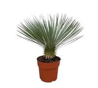 Trendyplants - Yucca Rostrata - Hardy - Plante de jardin - Hauteur 70-90 cm - Taille du pot Ø30cm
