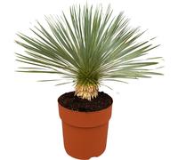 Trendyplants - Yucca Rostrata sur tige - Résistant au froid - Plante de jardin - Hauteur 60 - 80 cm - Taille de pot Ø27cm