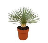 Trendyplants - Yucca Rostrata sur tige - Rustique - Plante de jardin - Hauteur 60-80 cm - Taille du pot Ø27cm