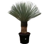 Trendyplants - Yucca Rostrata - Yucca cuit bleu - rustique - hauteur 130-150 cm - taille de pot Ø45cm