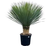 Trendyplants - Yucca Rostrata - Yucca cuit bleu - rustique - hauteur 90-110 cm - taille de pot Ø38cm