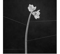 Trentemöller - Dreamweaver (Cassette+Mp3) [Import]