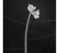 Trentemöller - Dreamweaver (Cassette+Mp3) [Import]