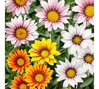 trésor Fleur, gazania Mélange graines - gazania Rigens