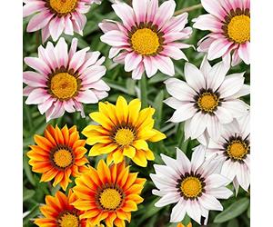 trésor Fleur, gazania Mélange graines - gazania Rigens