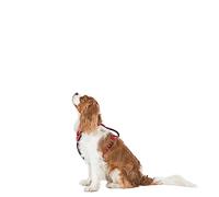 Trespass Harnais pour Animal Domestique, boîte aux Lettres Rouge, S/M