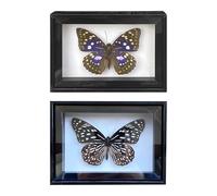 Tressify Décor avec spécimens de Vrais Papillons, Comprend Un Grand machaon Violet et Un Tigre Vert, pour Loisirs créatifs, éducation, décoration Maison et Bureau