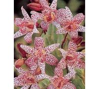 Tricyrtis crapaud Lily Hirta vivaces Graines