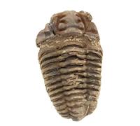 Trilobite Brut du Maroc de 135 grammes et 85 millimètres, Minéral Trilobite du Maroc, 100% Authentique, Objet Unique, Pierre minérale, Minéral de Relaxation