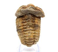 Trilobite de 135 grammes et 80 millimètres, Minéral Trilobite du Maroc, Minéral véritable, Pièce Unique, Minéral d'ornement, Minéral de Communication