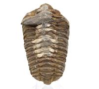 Trilobite du Maroc de 90 grammes et 80 millimètres, Minéral Trilobite du Maroc, Pierre 100% Naturelle, Exemplaire Unique, Minéral d'ornement, Pierre de sérénité