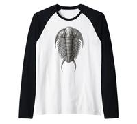 Trilobite fossile Ancien arthropode Vue Dorsale Paléontologie Manche Raglan