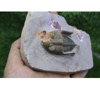 Trilobite Nice Zlichovaspis Trilobite Trilobite Trilobite Rock Trilobite Fossiles du Maroc A320
