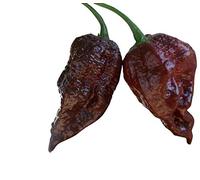 Trinidad Scorpion -brun/chocolate-Chilli 10 Graines ***Record du Monde***