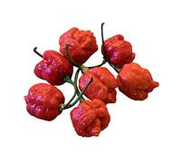 Trinidad Scorpion Moruga graines de piment 10 pièces "2.000.000 Scoville"