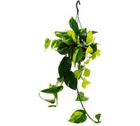 Trio de lépiotes - 3 variétés différentes d'Epipremnum grimpant dans un pot - Scindapsus - pot ampoule 15cm