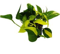 Trio de lépiotes - 3 variétés différentes d'Epipremnum grimpant dans un pot - Scindapsus - pot de 12cm