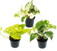 Trio de plantes d'intérieur "Efeutute" - set de 3 différentes espèces d'Epipremnum - grimpant