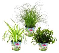 Trio de plantes d'intérieur "nourriture pour animaux domestiques" - Set de 3 plantes fourragères (Callisia, Cyperus, Chlorophytum)
