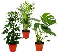Trio de plantes d'intérieur "Vert" - Set de 3 différentes plantes. Plantes à feuilles vertes (Chamaedorea, Monstera deliciosa, Schefflera vert)