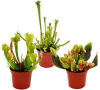 Trio de plantes tubulaires - 3 plantes Sarracenia différentes dans un set - plantes carnivores - pot de 9cm