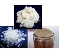 Trio Kéfir de Lait + Kéfir d'Eau + SCOBY Kombucha, Frais - KEFIRALIA