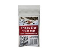 Triops Galaxy Triops longicaudatus rouge - Cancer préhistorique - Élevage de triops - Oeufs Triops avec instructions de l'élevage en français à télécharger (minin 150 oeufs)