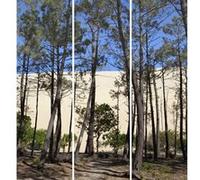 Triptyque sur toile bassin pins et dunes 90x97 cm CEANOTHE 90x97 cm Vert - Fabriqué en France Vert G