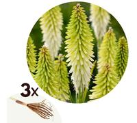 Tritoma kniphof ice queen tubercules x3