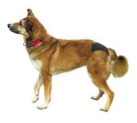 Trixie Culotte de protection pour chienne Noir XS