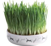 Trixie Ecuelle En Céramique Avec Herbe À Chat Ø 15 50g